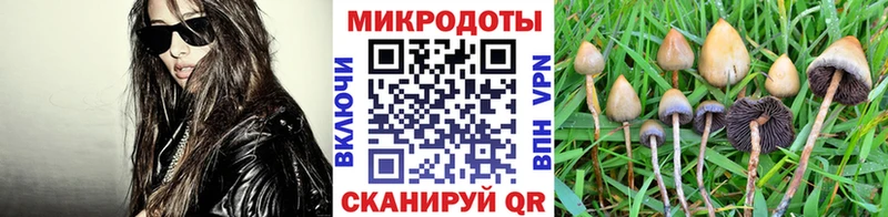 Галлюциногенные грибы Cubensis  Сортавала 